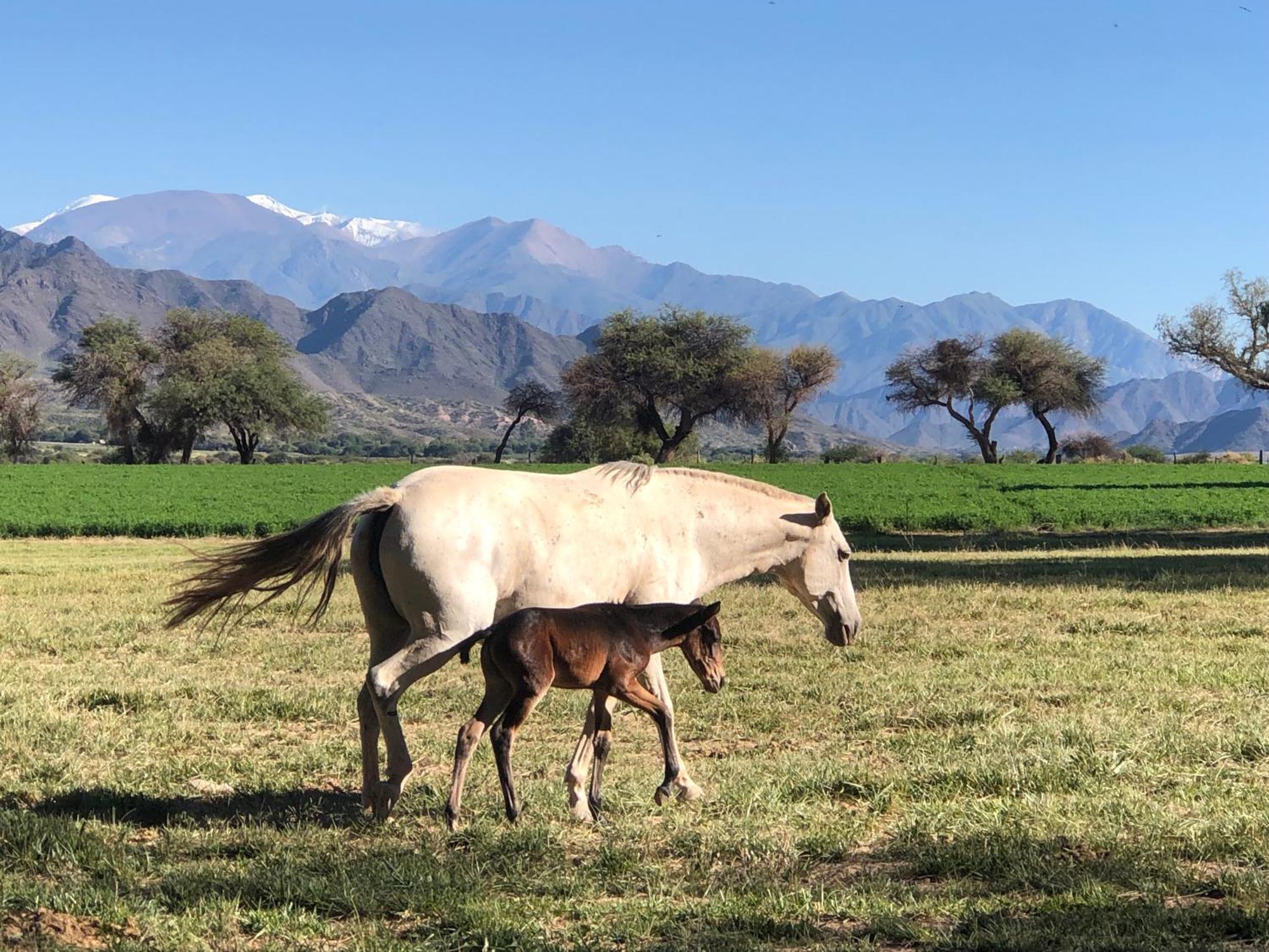 Estancia Banda Grande - Horse & Hiking Molinos Exterior photo