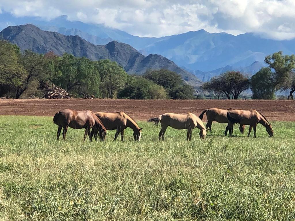 Estancia Banda Grande - Horse & Hiking Molinos Exterior photo